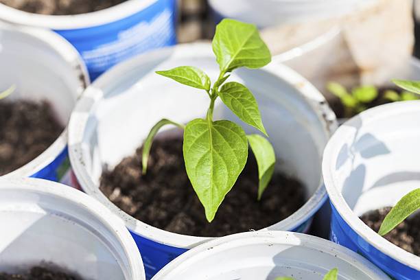 Hydroponics in Microgravity Is the Real Bottleneck for Space Food